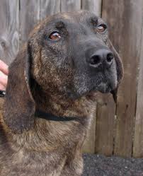 Plotthound Plott Hound Dog Face Photo And Wallpaper Beautiful Plott Hound Dog Plott Hound Hound Dog Dane Dog