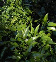 Edimentals, deer resistant plants, drought tolerant plants, dry shade plants, pollinator plants, medicinal plants, ornamental seed or fruit, rabbit resistant plants, salt tolerant seaside plants. When Is A Shrub Not A Shrub Otago Daily Times Online News