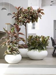 Image result for Ficus