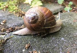 Doch bevor man zu schneckenkorn greift, kann man auch schonendere lösungen testen, um die schnecken zu wer sich über schnecken im garten ärgert, kann viele verschiedene dinge zur bekämpfung ausprobieren. Was Gegen Schnecken Im Garten Hilft B304