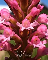 Image result for Satyrium macrophyllum