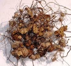 Bahan asasnya berasal dari herba traditional asia yang. Pembekal Ubi Jaga