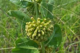Image result for Asclepias graminifolia