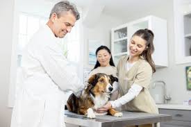 Preventive Pet Care: 5 Reasons It's Worth Every Penny - Bravecto Blog