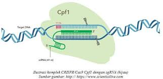 Kopyor Klapa Bogor Biologi Sintetis Sebagai Pondasi Dari Riset Biotek Biologi Bioteknologi Dna