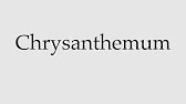 How To Pronounce Chrysanthemum Youtube