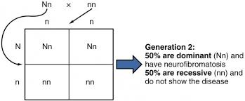 That implies that females can either be homozygous recessive for a given. Patterns Of Inheritance Anatomy And Physiology Ii