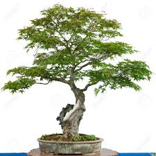 Check spelling or type a new query. Japanese Maple Tree Acer Palmatum As Bonsai In A Pot Stock Photo Picture And Royalty Free Image Image 21593750