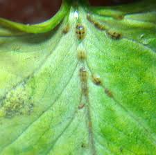 Image result for scale on plant