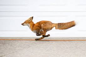 We did not find results for: Foxes And Coyotes In The Wilderness City Yukon News