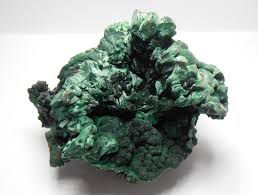 Image result for Malaxis katangensis