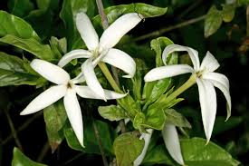 Image result for Leptactina