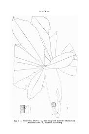 Image result for Musanga leo-errerae