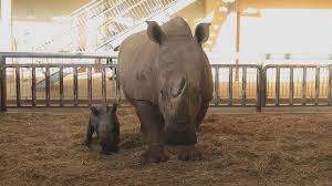 Thüringer zoopark erfurt ⭐ , germany, thüringen, erfurt, thüringer zoopark: Nashornnachwuchs Im Zoo Erfurt Zdfheute