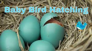 Baby Bird Hatching Youtube
