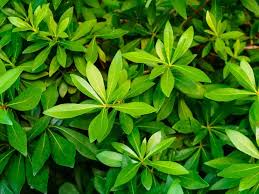 Image result for Araliaceae