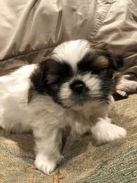 Residents of oregon are some of the luckiest in the united states due to the absolute natural beauty of the state. Shih Tzu Puppies For Sale Corvallis Or 352140