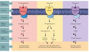 Figure 8 6 Effector Pathways Associated With G Protein Coupled Neuroscience Ncbi Bookshelf Pharmacology Medical Studies Biochemistry
