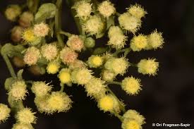 Image result for Eschenbachia