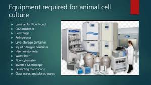 Animal cell culture technology today. Tissue Culture Faculty Of Engineering Imperial College London