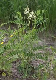 Image result for Astragalus