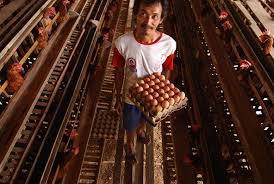 Bisnes lain yang boleh dibuat disamping ternakan ayam daging k. Industri Pakan Dan Ayam Olahan Punya Masa Depan Cerah Ini Alasannya Republika Online
