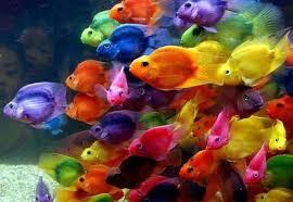 Vertex Trading Contracting Doha Qatar Farbenfroher Fisch Schone Fische Regenbogenfisch