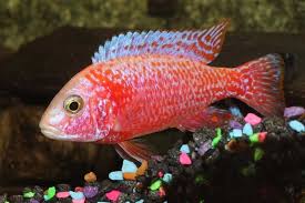 Aquarium superfish home 60 zum kleinen preis hier bestellen. The 27 Most Colorful Freshwater Fish For Your Aquarium