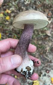 Image result for Bolusiella talbotii