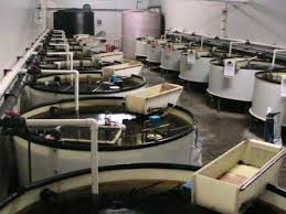 Aquaculture Training Courses We Offer Several Aquaculture Aquaponics Courses 4 Day Aquaculture System Management Course 10 Day Tilapia Aquaponics Ikan Tank
