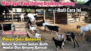 Jenis kandang koloni merupakan jenis kandang yang luas tanpa sekat sehingga dapat memelihara beberapa kambing dalam jumlah banyak sekaligus. Download Cara Cepat Raup Keuntungan Di Breeding Kambing Umbaran Mp3 Savethealbum