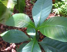 Image result for Voacanga africana