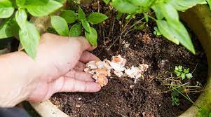 Using crushed eggshells will deter the weeds that may grow in your garden. Gardening Tip Use Eggshells To Care For Your Plants Lifestyle News The Indian Express