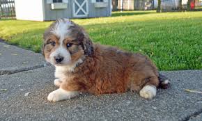 We offer services in the state for dog breeders and buyers alike. Pin On Puppies For Sale