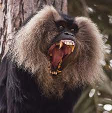 Lion Tailed Macaque It Ranks Among The World S Rarest And Most Endangered Primate Look At Those Choppers Primates Macaque Scary Dogs