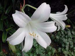 Hippeastrum Fragrantissimum Lily Amaryllis Plants