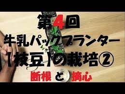 枝豆 の栽培 断根 摘芯 youtube kitchen garden enjoyment garden