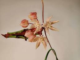 Image result for Polystachya undulata