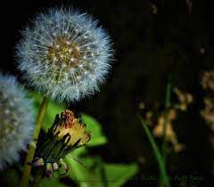 The Birth Of A Puff Ball Dandelion Pictures Dandelion Puffs Macro Pictures