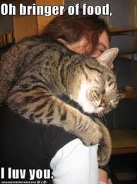The cats need your hugs. Cat Hugs Parent Meme Animal Fair