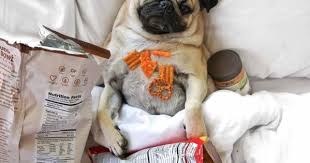 Pin On Doug The Pug