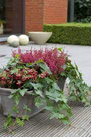 Pour planter un mimosa en pleine terre, choisissez une exposition ensoleillée. Top 10 Des Plantes Pour Jardinieres D Hiver Jardinieres D Hiver Plante Pour Jardiniere Plante Hiver