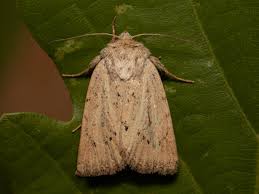 Image result for Photedes extrema