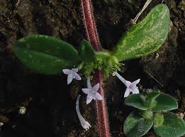 Image result for Spermacoce kirkii