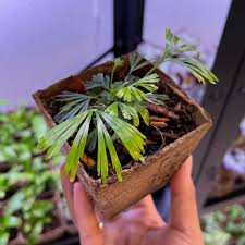 Image result for Actiniopteris