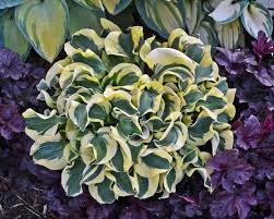 Slugs, snails, deer, and rabbits like hostas almost as much as people do. Hostas How To Plant Grow And Care For Hostas Hgtv