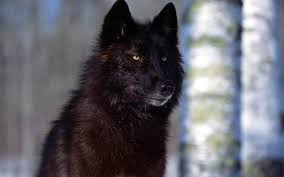 Black Wolf Wallpapers Top Free Black Wolf Backgrounds Wallpaperaccess Black clover | all orders 1920x1080 full hd.