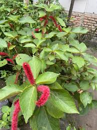 Image result for Hyparrhenia anemopaegma