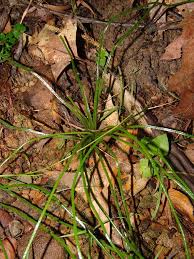 Image result for Isoetes welwitschii