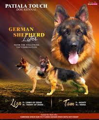 We specialize in purebred akc german shepherd puppies! Patiala Dog Kennel Home Facebook